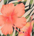 Hibiscus / 2-3 Years (52cm)